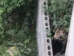 國慶節(jié)馬戲團(tuán)幼虎出逃，警察持鋼叉合圍